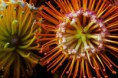 /album/galeria-de-fotos/protea-flower-8-copia-jpg/
